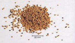 Yellow mustard seeds Yellow mustard seeds